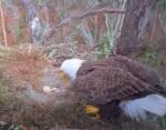 KNF eagles first egg hatches