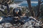 shadow incubates 3 eggs