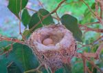 olive hummingbird 2 eggs laid