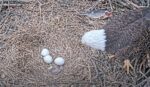 duke farms first of three eggs hatches