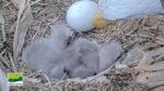 2nd eaglet hatches duke farms