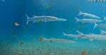 deerfield beach underwater fish cam ocean cam feb recap