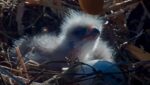 close up of big bear baby eagles