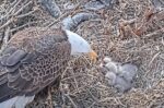 all three eaglets getting fed fish