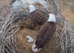 fort st vrain bald eagles with 4 eggs