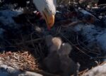 big bear eagles all three chicks being fed