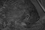 wildflower great horned owls athena lays 2nd egg
