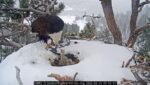 big bear eagle feeding chicks