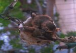 sapphire hummingbird chicks