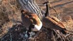 decorah goose nest 5 eggs