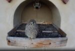 kestrel nest cam