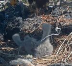 eaglet poop shoot big bear bald eagles