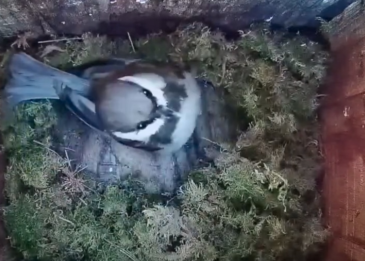 New Chestnut Capped Chickadee Nest Live Cam Spo