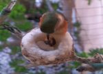 hummingbird feeding chick