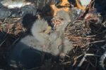 big bear bald eagle chicks feeding