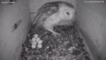 barn owl female with 7 eggs on hatch watch