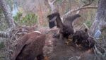 bald eagle chick attacks sibling
