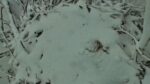 decorah north eagle burried in snow