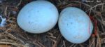 pic in egg