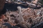 big bear eagle chick exercising their wings