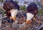 dual feeding at big bear bald eagles nest