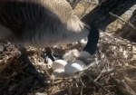 5th egg at n2b