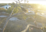 black vultures visit nest at swfl bald eagle cam