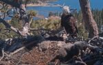 big bear chicks test nest rails