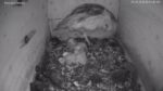 5 barn owl chicks
