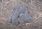 duke farms bald eagle chicks