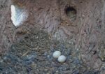 tawny owl eggs