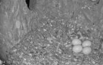 tawny owls 4 eggs
