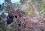 knf eagle chick branching