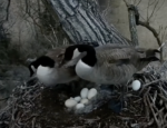 intruder goose lays egg at n1 decorah