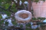 allens hummingbird nest