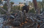big bear bald eagle chicks playing