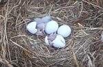 fort st vrain bald eagles double hatch