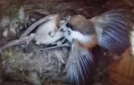 chickadee intruder
