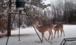deer finds peanut butter treat