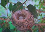 hummingbird eggs hatching