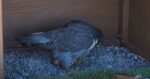 udem peregrine falcon lays first egg
