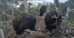 moving sticks at big bear bald eagle nest