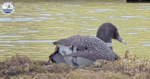 loon lays first egg at lpc loon cam2