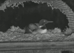 lpc loon nest cam2 2nd egg laid