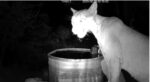 male mountain lion