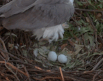 sea eagle eggs 2025