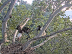 intruder vs stella us steel eagle nest