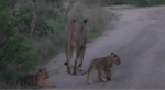 11.9.25lionacubs