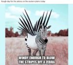 zebra
