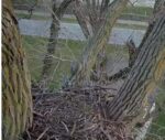 visitor